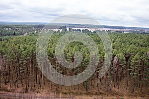 Forest seen from above on a cloudy day