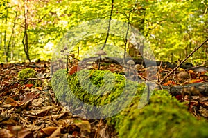 Forest seen in autumn