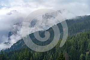 Forest with Sella massif in the background