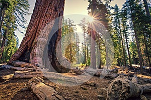 Forest of Sequoias, Yosemite National Park, California