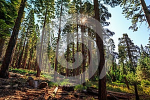 Forest of Sequoias, Yosemite National Park, California photo