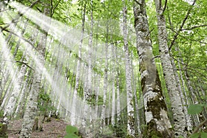 Forest in the Seva de Irati