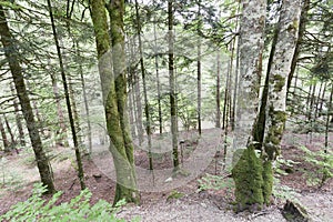 Forest in the Seva de Irati