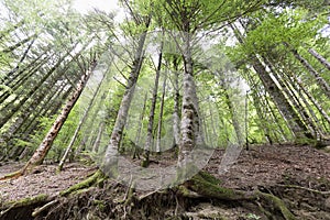 Forest in the Seva de Irati