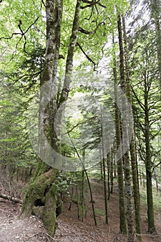 Forest in the Seva de Irati