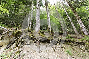 Forest in the Seva de Irati photo