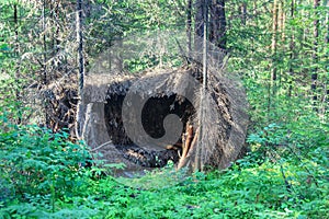 Forest shelter, hut in the forest