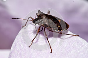 Forest ShieldBug on flower petal