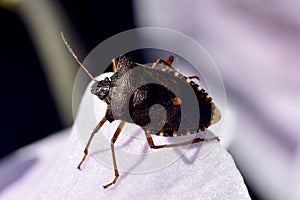 Forest ShieldBug on flower petal