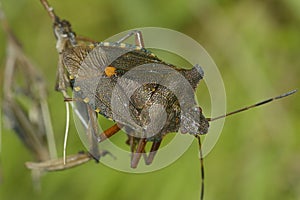 Forest Shieldbug