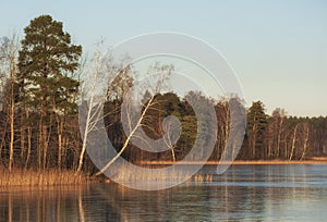 forest on the shore of a frozen lake in the early spring on a sunny day