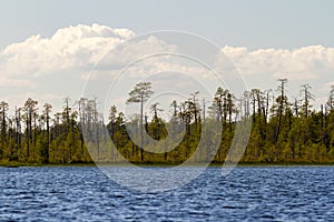 Forest on the shore of the lake Keret. Russia, Karelia photo