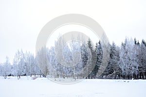 Forest on the shore of a picturesque lake, landscape Park tree branches in the ice. Frozen pond pond field. Cloudy