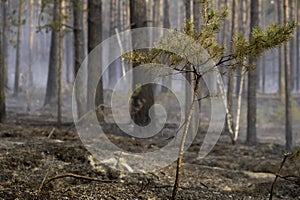 A forest shrouded in smoke, a small pine tree in the foreground. The consequence of the forest reaped.