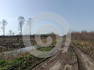 Forest in Siauliai county during sunny early spring day