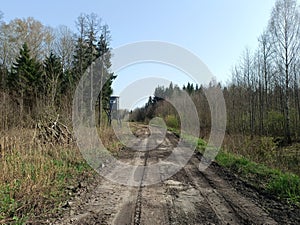 Forest in Siauliai county during sunny early spring day