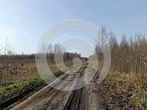 Forest in Siauliai county during sunny early spring day