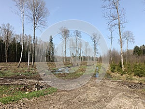 Forest in Siauliai county during sunny early spring day