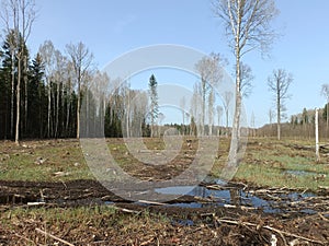 Forest in Siauliai county during sunny early spring day