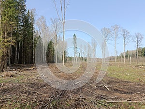 Forest in Siauliai county during sunny early spring day