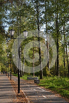 Forest silence the trees relax autumn leaf nature landscape foliage branches yellow green lantern