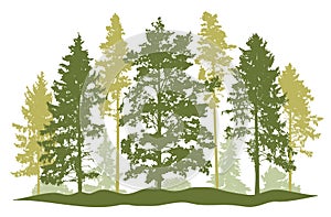 Forest, silhouette of spruce trees, pines, bushes. Beautiful nature, woodland. Vector illustration