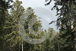 Forest of silver fir tree in Pyrenees