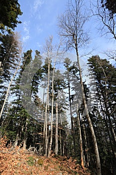 Forest of silver fir tree in Pyrenees