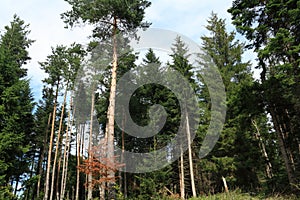 Forest of silver fir tree in Pyrenees