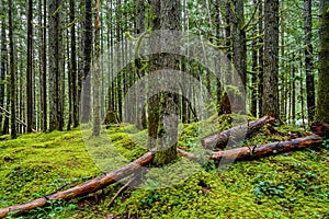 Forest in Silver Lake Provincial Park, British Columbia, Can