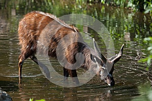 Forest sitatunga (Tragelaphus spekii gratus).