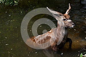 Forest sitatunga (Tragelaphus spekii gratus).