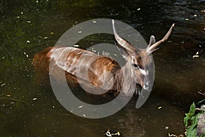 Forest sitatunga (Tragelaphus spekii gratus).