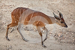 Forest sitatunga Tragelaphus spekii gratus