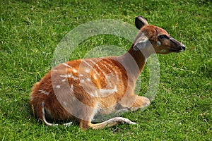 Forest sitatunga (Tragelaphus spekii gratus)