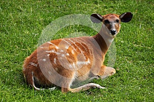 Forest sitatunga (Tragelaphus spekii gratus)