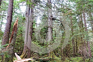 A forest of sitka spruce or Picea sitchensis, along the beautiful golden spruce trail in Haida Gwaii, British Columbia, Canada