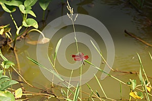 Forest skimmer at the pond