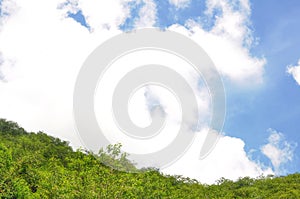 Forest and sky