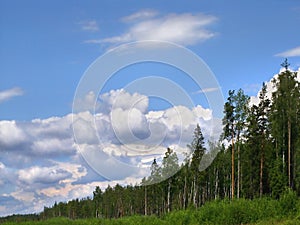 Forest skyline