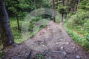 Forest in Slovak Paradise