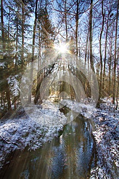 Forest with a small stream in the winter