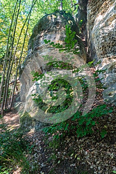 Forest with snadstone rocks nd narrow hiking trail above Harasov pond in CHKO Kokorinsko in Czech republic