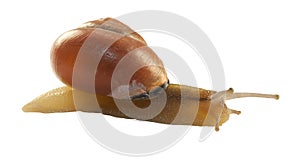 Forest snail, Cepaea nemoralis