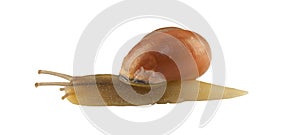 Forest snail, Cepaea nemoralis