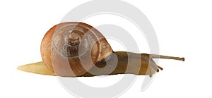 Forest snail, Cepaea nemoralis