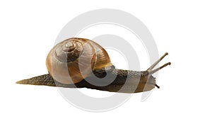 Forest snail, Cepaea nemoralis