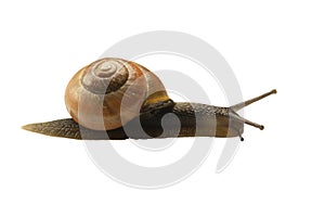 Forest snail, Cepaea nemoralis