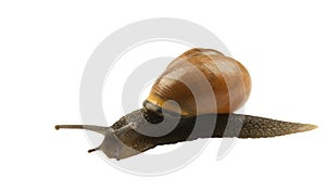 Forest snail, Cepaea nemoralis