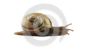 Forest snail, Cepaea nemoralis